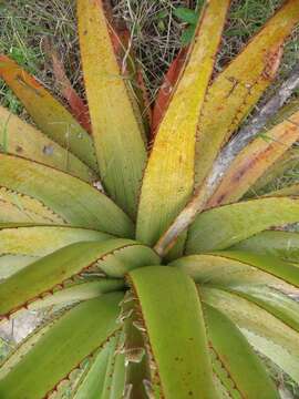 Image of Aloe lineata var. lineata