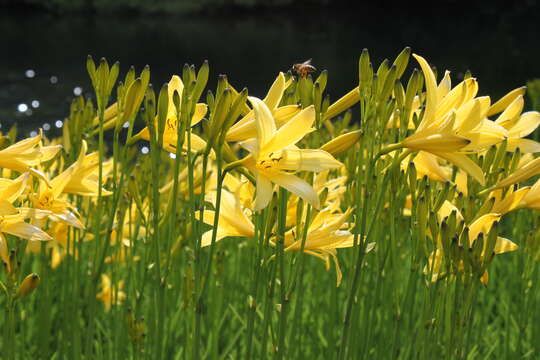 Image of lemon day-lily