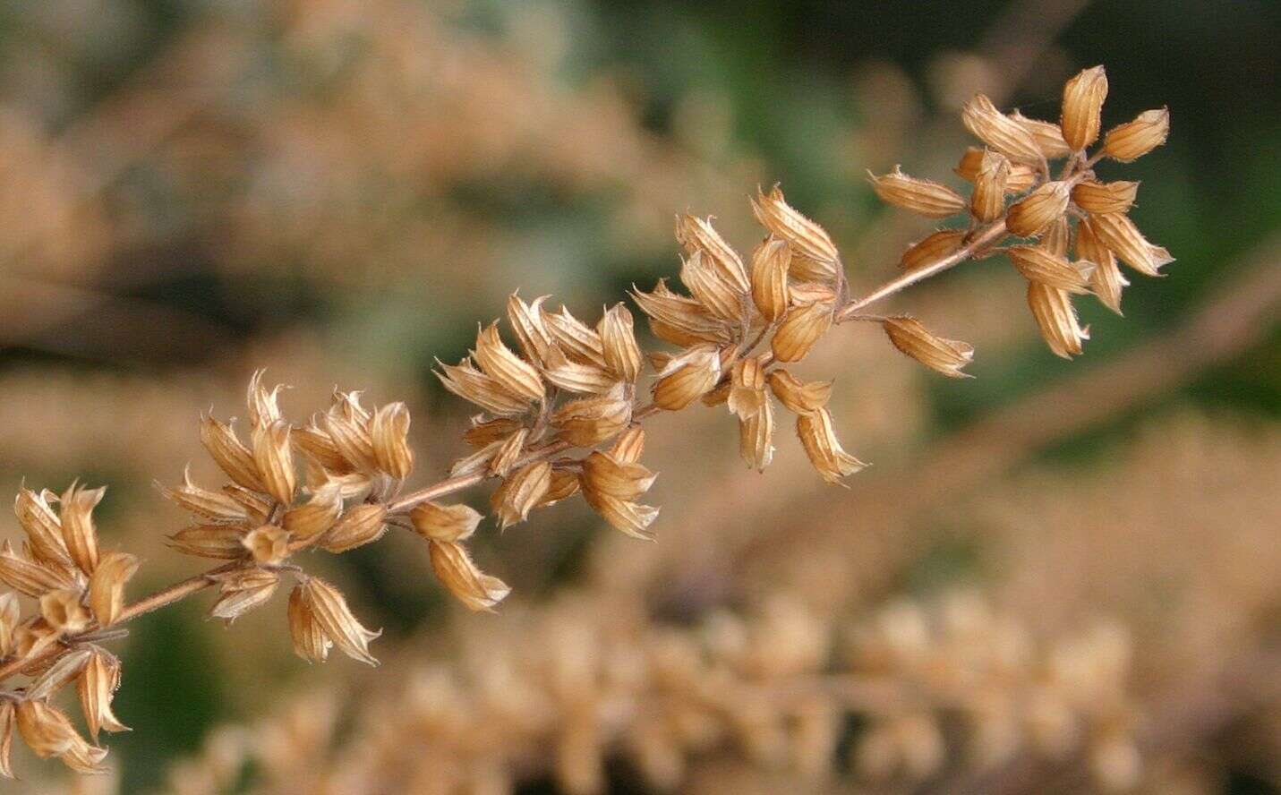 Imagem de Salvia tiliifolia Vahl