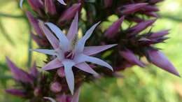 Image of Pink Swamp Heath