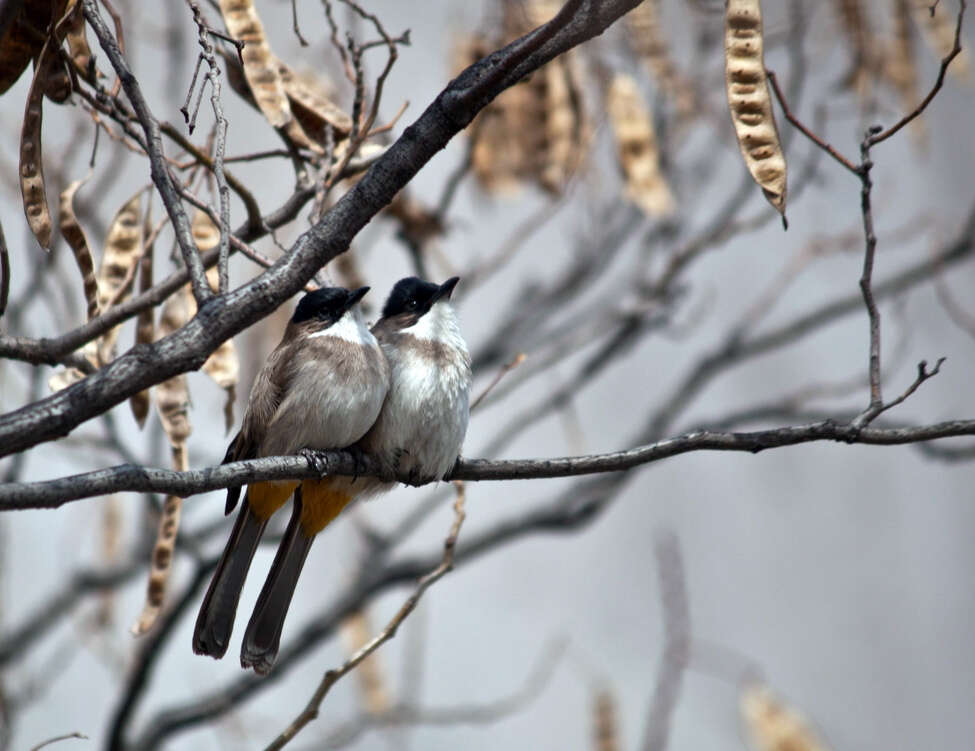 Image of Brown-breasted Bulbul