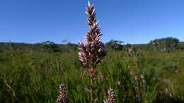 Image of Pink Swamp Heath