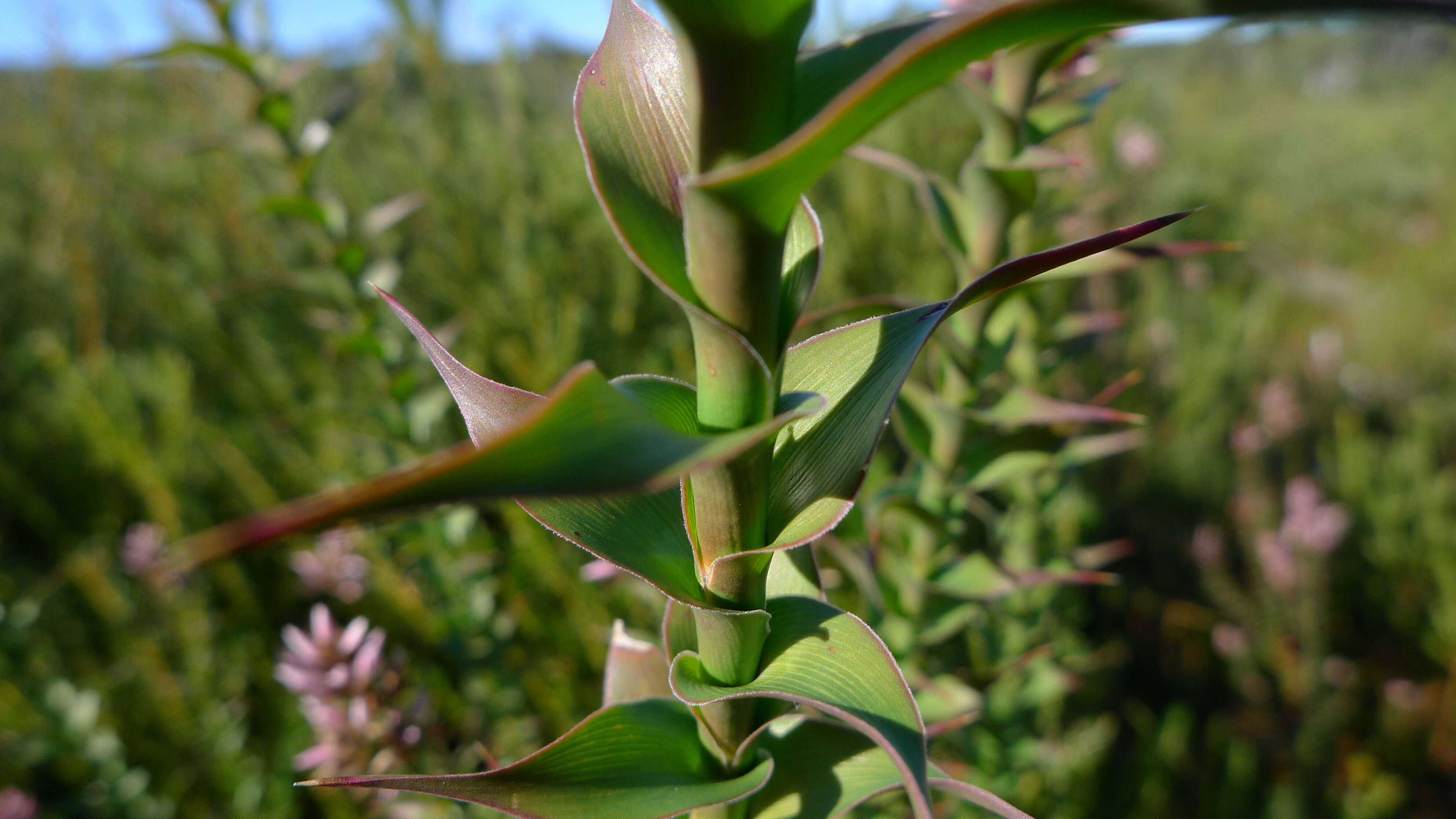 Image of Pink Swamp Heath