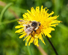 Image de Bombus deuteronymus Schulz 1906