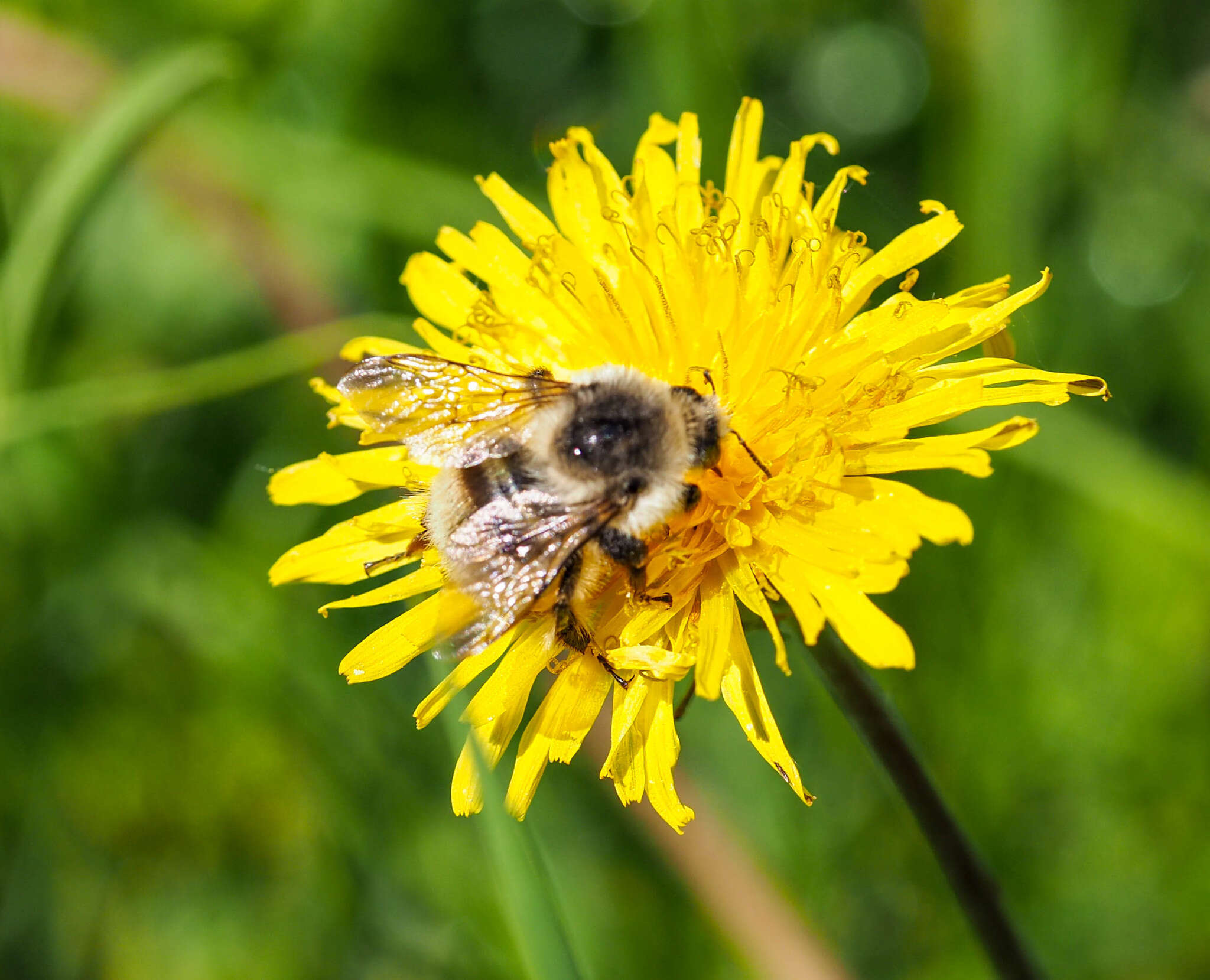 Image of Bombus deuteronymus Schulz 1906