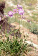 Sivun Lomelosia alpestris (Kar. & Kir.) J. Soják kuva