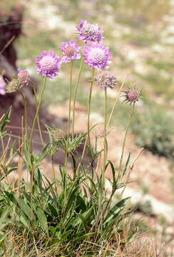 Image of Lomelosia alpestris (Kar. & Kir.) J. Soják