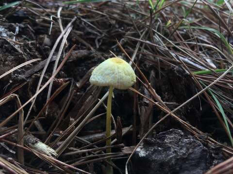 Leucocoprinus straminellus (Bagl.) Narducci & Caroti 1995 resmi