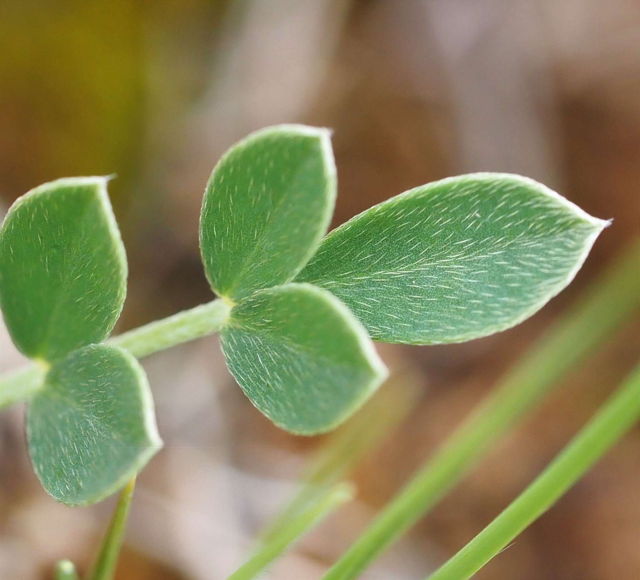 Image of Astragalus incanus L.