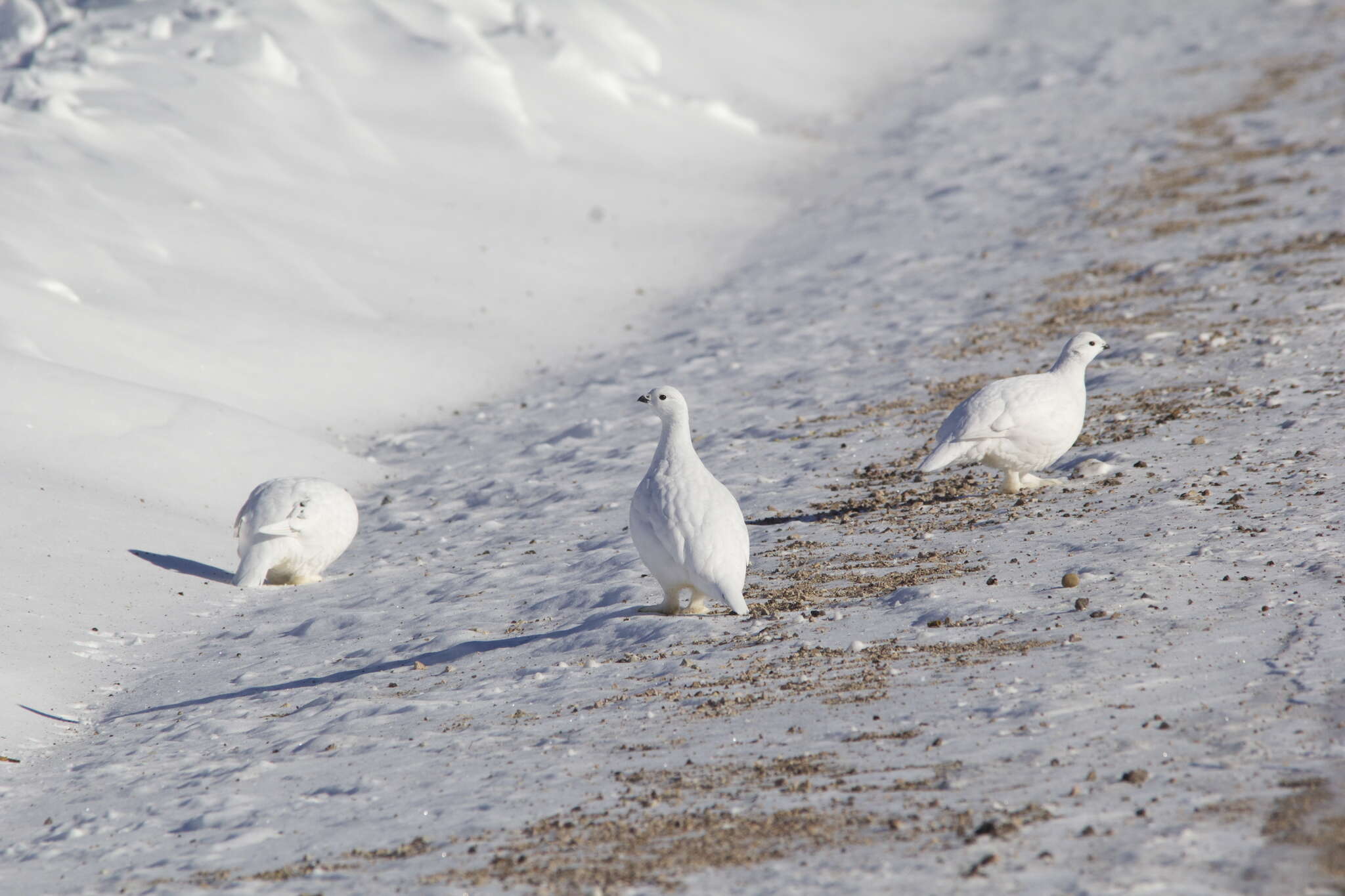 Image of Willow Grouse and Red Grouse