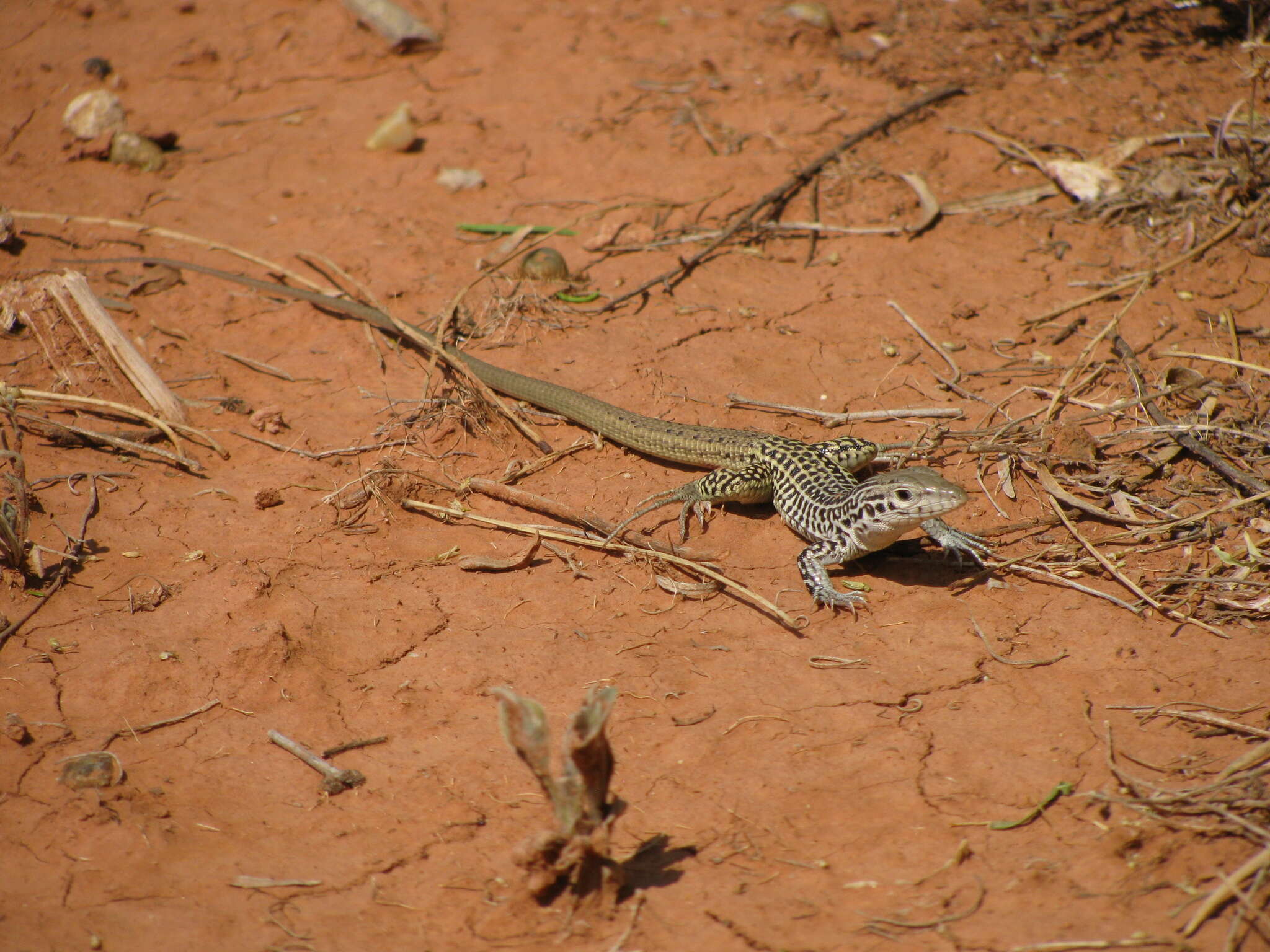 Image of Aspidoscelis tesselatus (Say 1822)