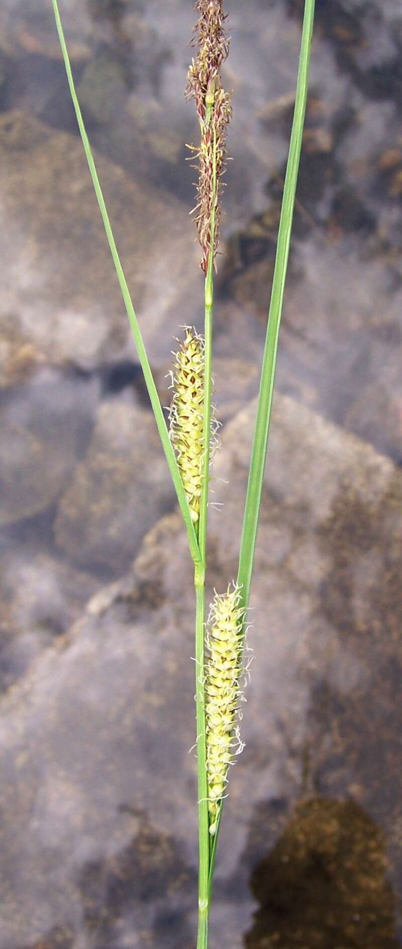 Image of beaked sedge