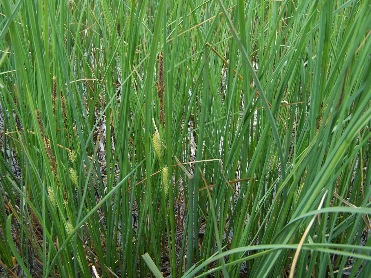 Image of beaked sedge