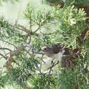 Image of Inland Thornbill