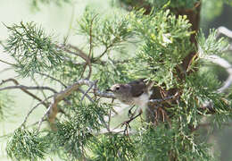 Image of Inland Thornbill