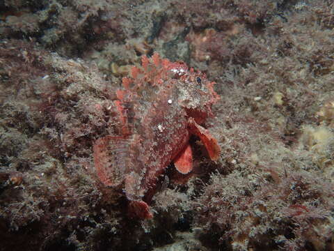 Image of Western red rockcod