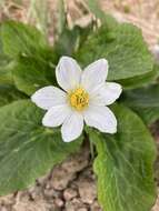 <i>Caltha chionophila</i> resmi