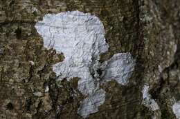 Image of blemished lichen