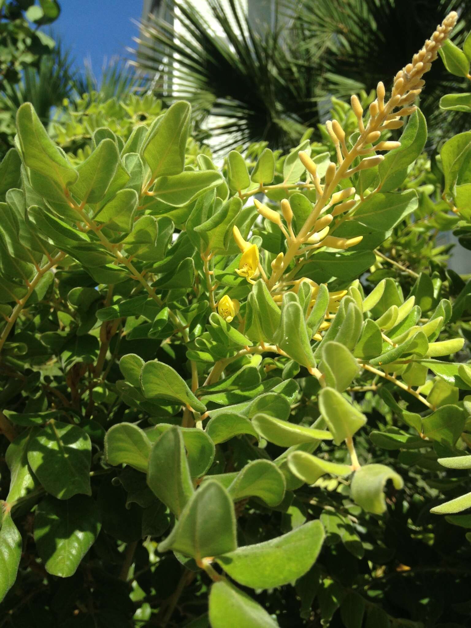 Plancia ëd Sophora tomentosa L.