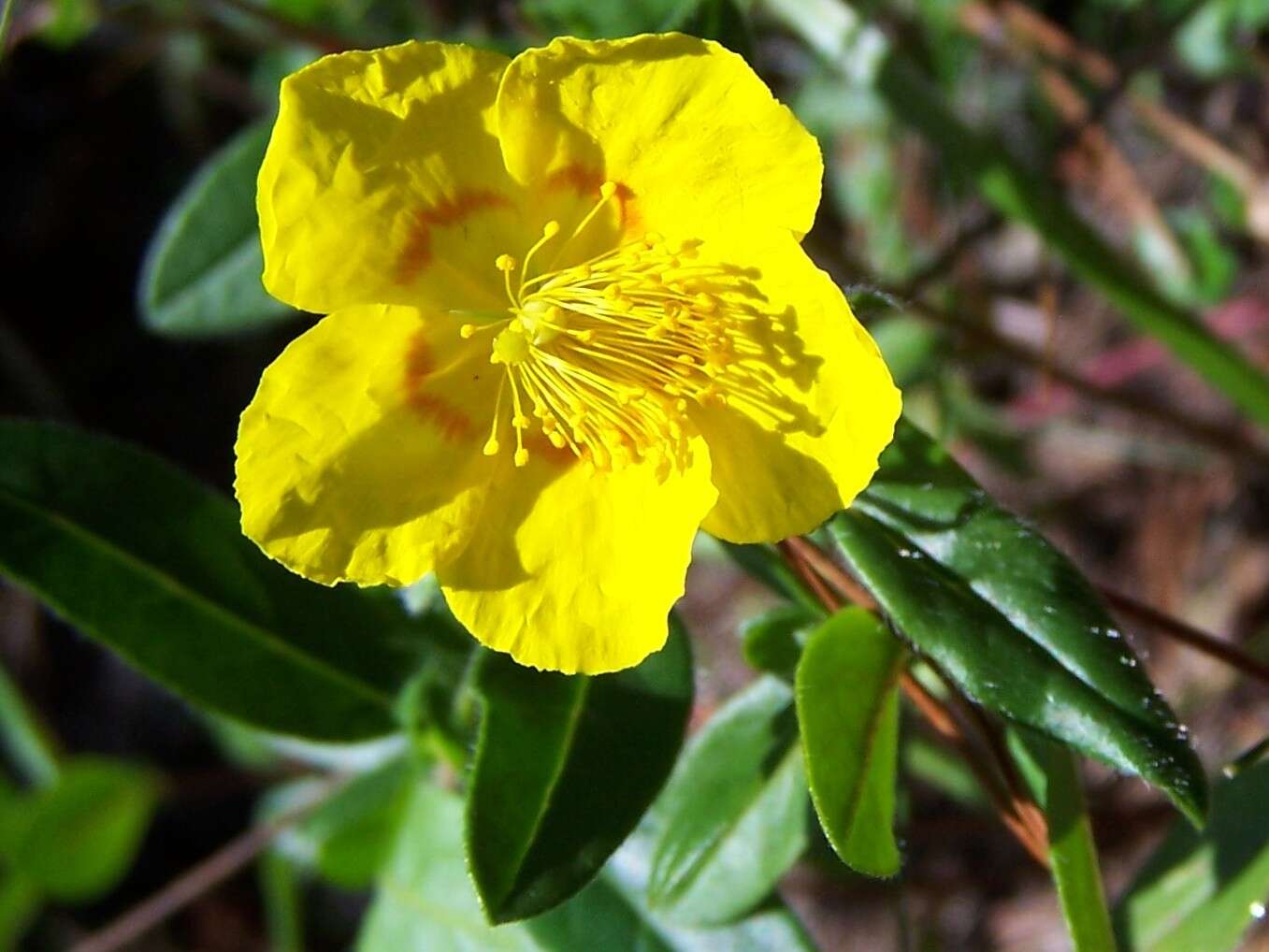 Image of Common Rock-rose