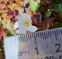 Image of Epilobium macropus Hook.