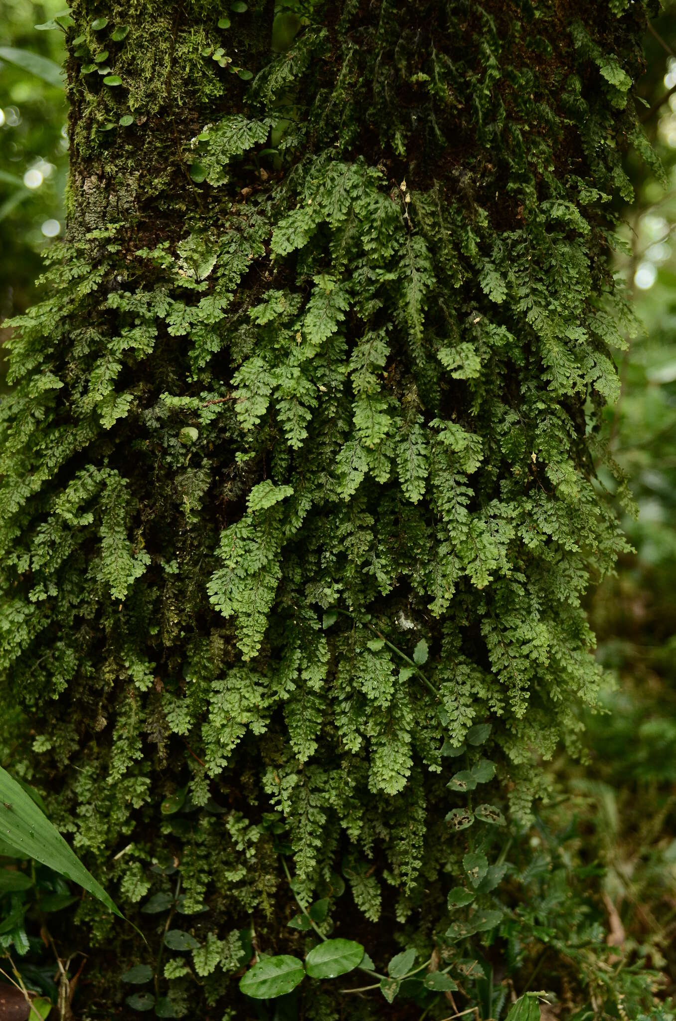 Image of Hymenophyllum barbatum (v. d. Bosch) Bak.