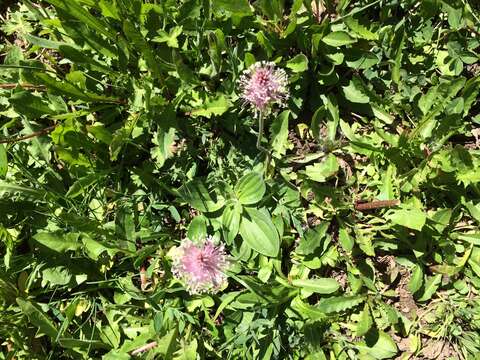 Image of Hoary Plantain