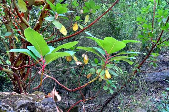 Image de Arbutus andrachne L.