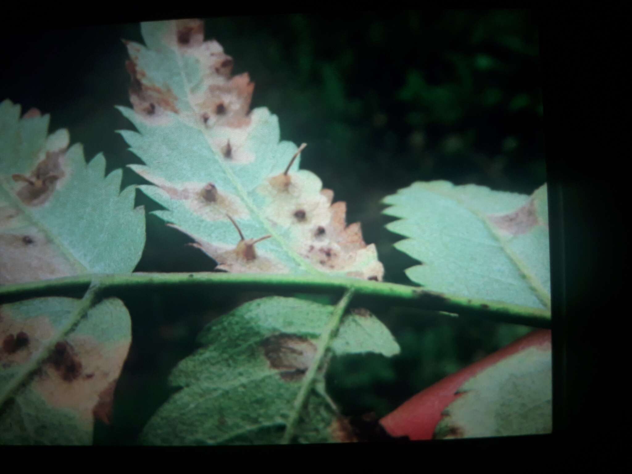 Sivun Gymnosporangium cornutum Arthur ex F. Kern 1911 kuva