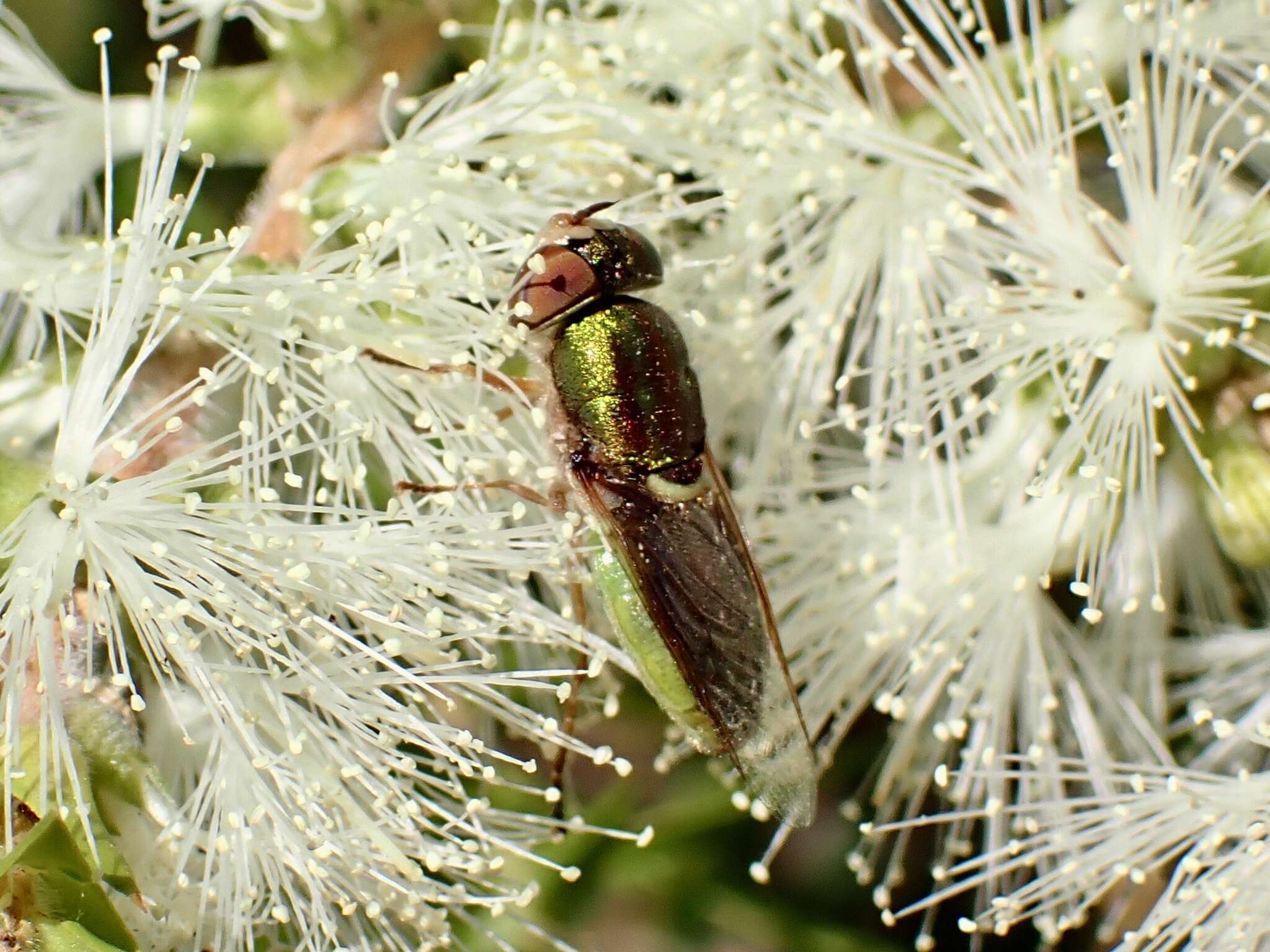 Image of Odontomyia decipiens (Guerin-Meneville 1838)