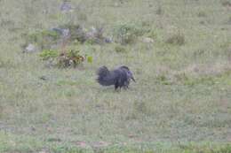 Image of Giant anteaters