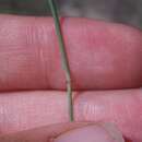 Image of composite dropseed