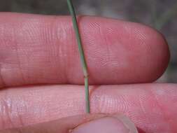 Image of composite dropseed