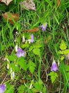 Image of Karnische Glockenblume