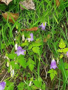 Imagem de Campanula carnica Schiede ex Mert. & W. D. J. Koch