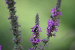 Image of Purple Loosestrife