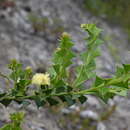 Image of Acacia littorea Maslin