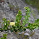 Acacia littorea Maslin的圖片