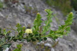 Acacia littorea Maslin的圖片