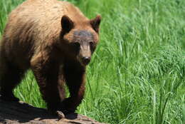 Image of Brown Bear