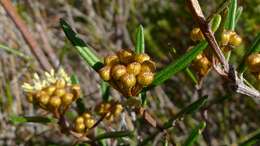 Image of Phebalium squamulosum Vent.