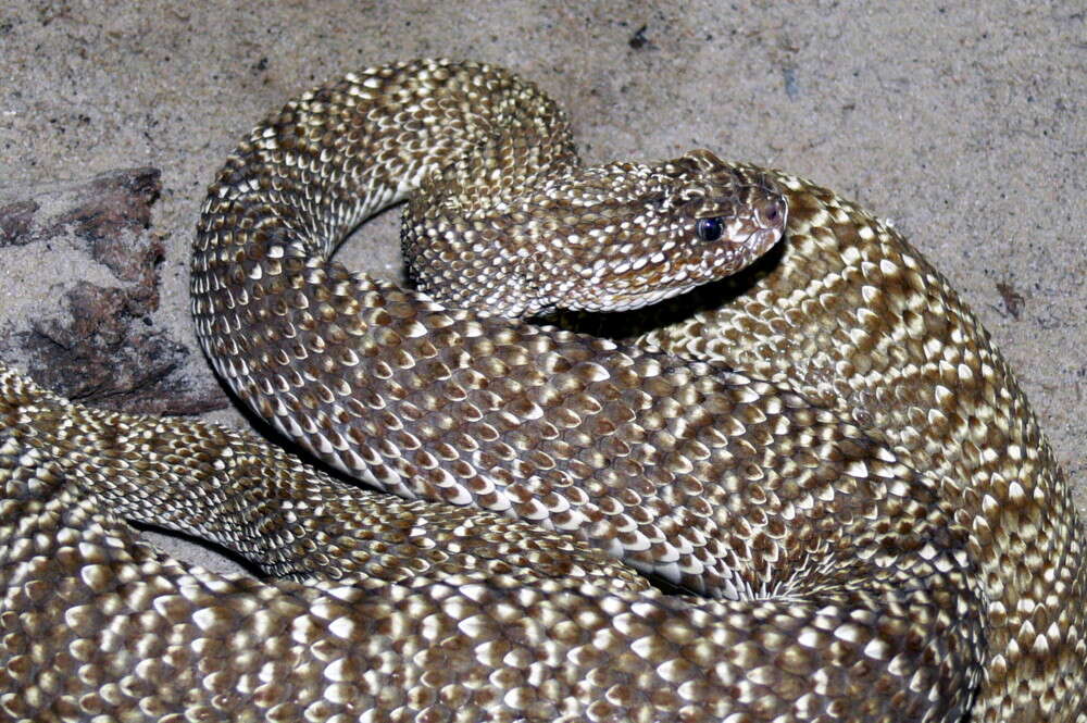 صورة Crotalus durissus Linnaeus 1758