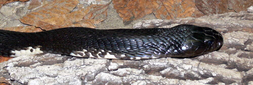 Image of Black And White Spitting Cobra