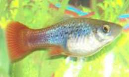 Image of Sunset platy