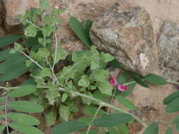 Image of Vernonia arabica F. G. Davies