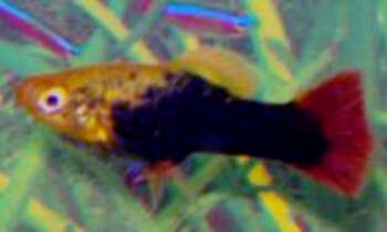 Image of Sunset platy