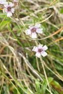 Imagem de Silene ciliata Pourret