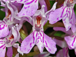 Image of Heath spotted orchid