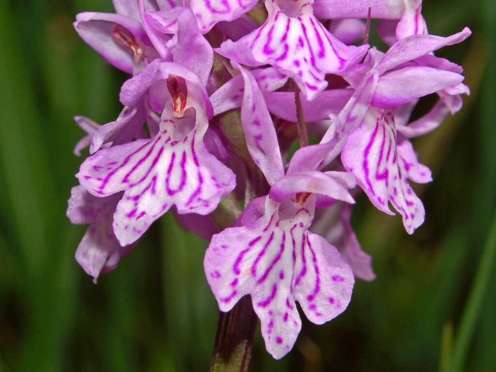 Image of Heath spotted orchid