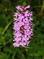 Image of Heath spotted orchid